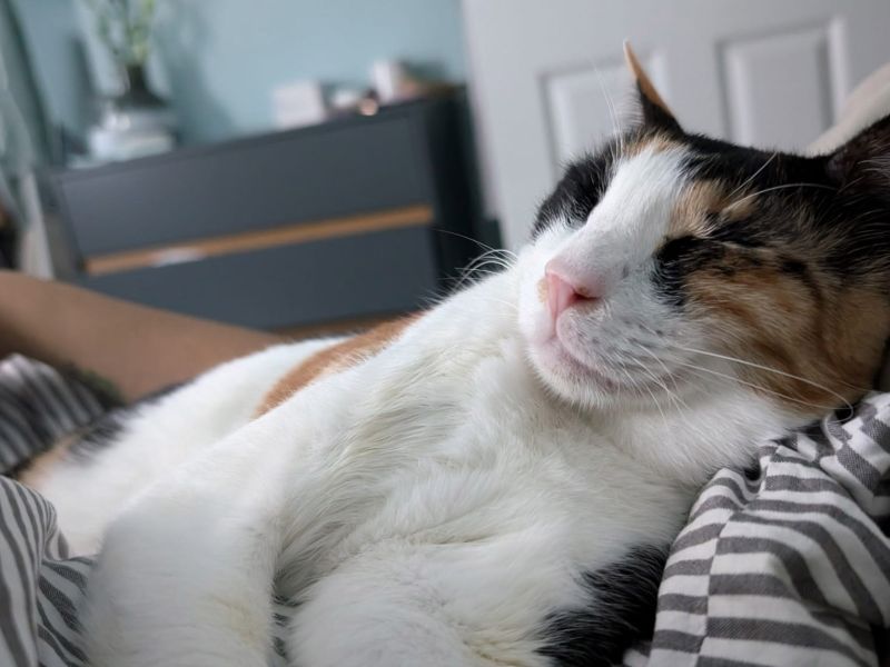 Taking your cat home