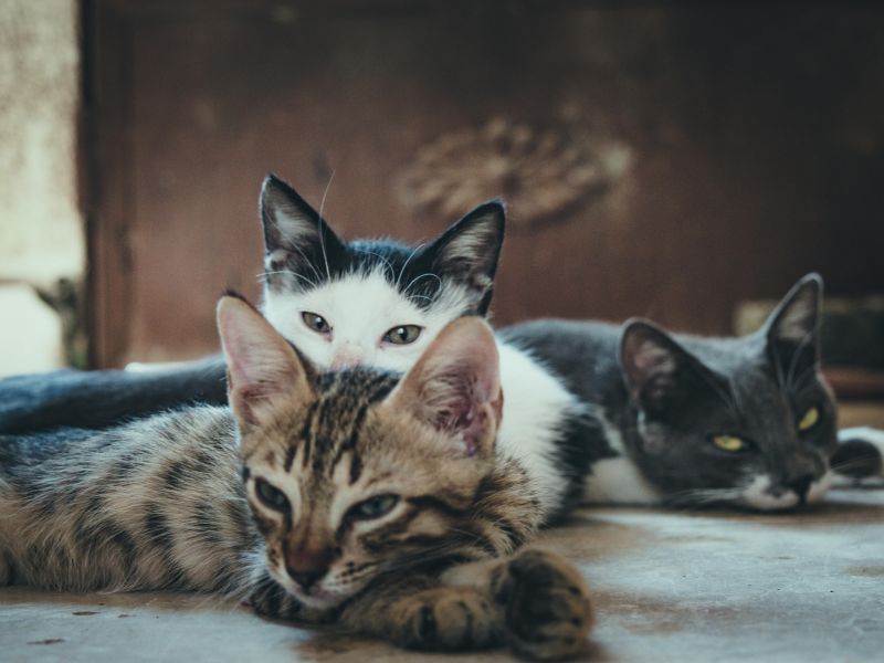 Managing a Multi-Cat Household
